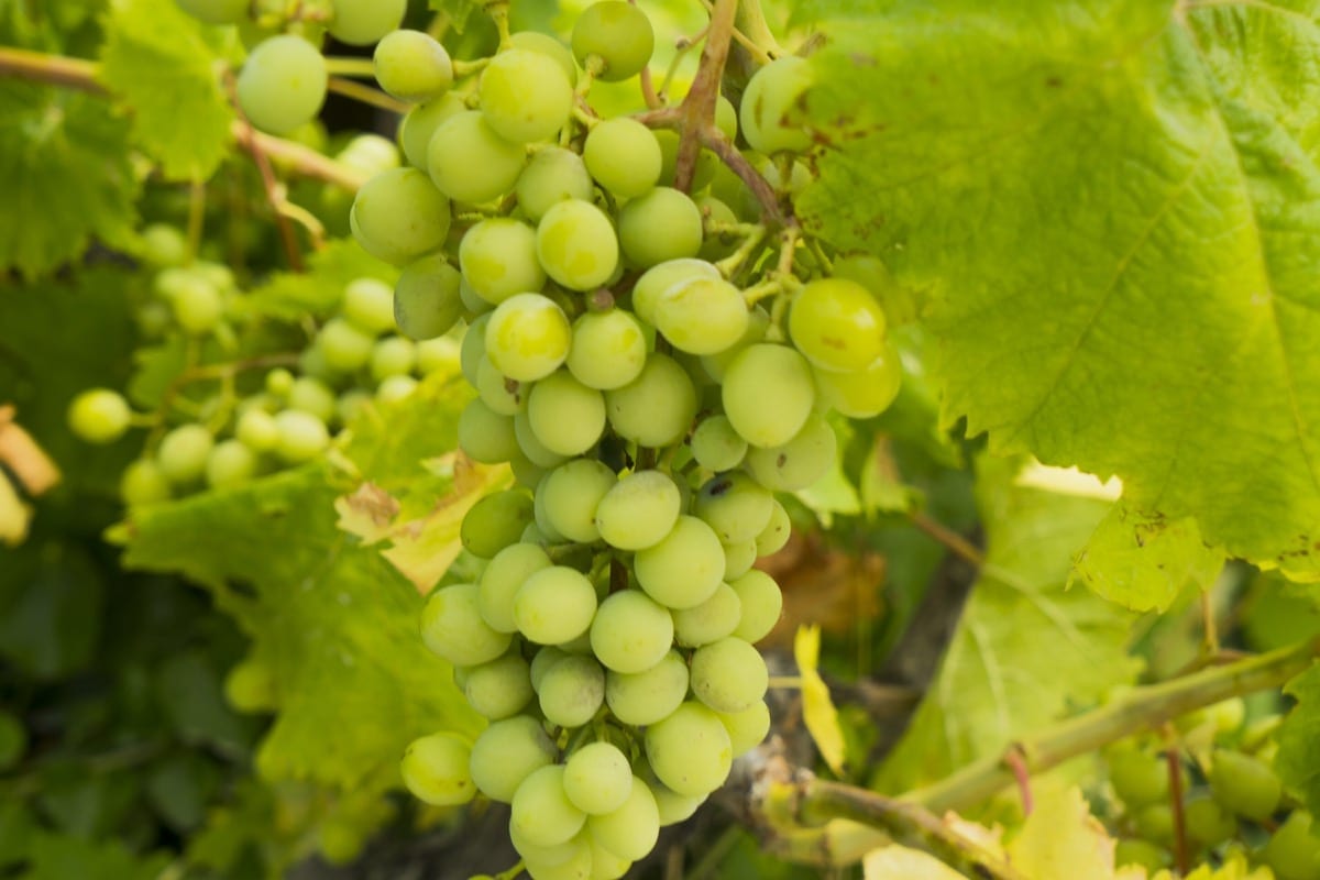 Grapes on the vine growing in a vineyard in Samos, Greece