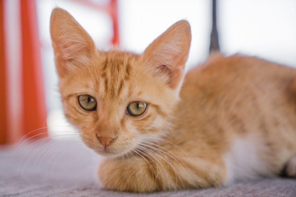 Cats in Samos, Greece in Summer